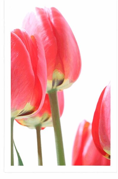Poszter piros tulipán