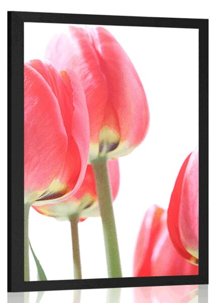 Poszter piros tulipán
