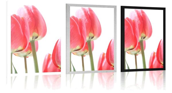 Poszter piros tulipán