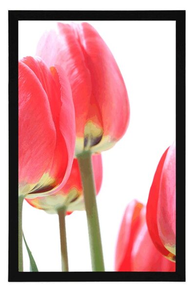 Poszter piros tulipán