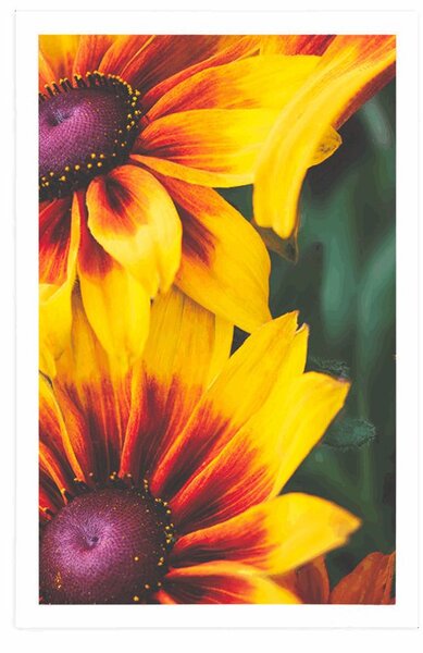 Poszter vonzó rudbeckia