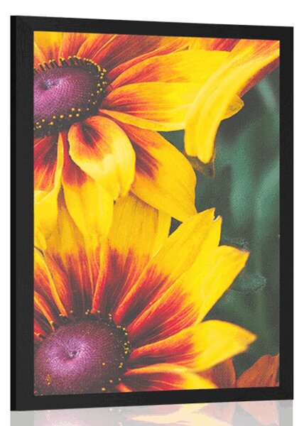 Poszter vonzó rudbeckia