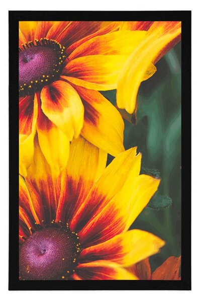 Poszter vonzó rudbeckia