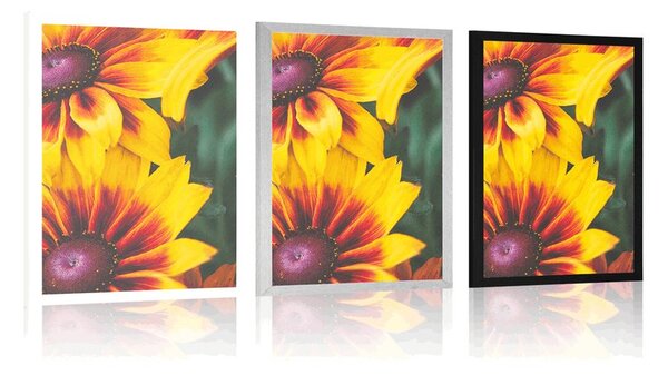 Poszter vonzó rudbeckia