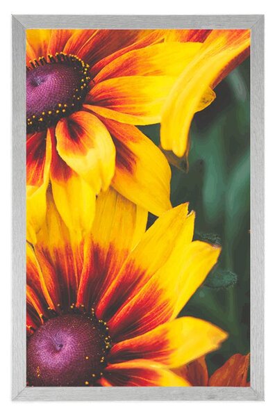 Poszter vonzó rudbeckia