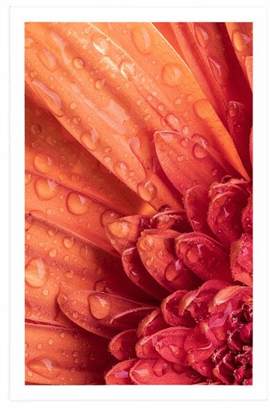 Poszter marancssárga gerbera vízcsepekkel