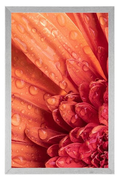 Poszter marancssárga gerbera vízcsepekkel