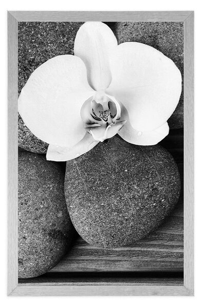 Poszter wellness kövek és orchidea fa háttéren