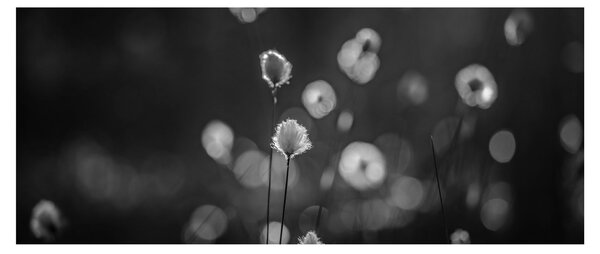 Kép - Pamutfű a réten (120x50 cm)