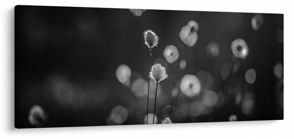 Kép - Pamutfű a réten (120x50 cm)