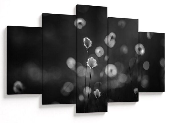 Kép - Pamutfű a réten (150x105 cm)