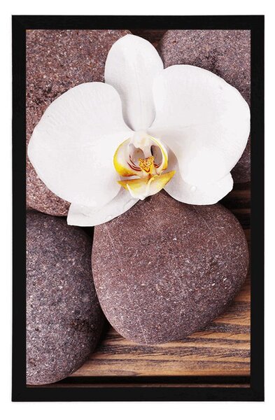 Poszter wellness orchidea fa háttéren