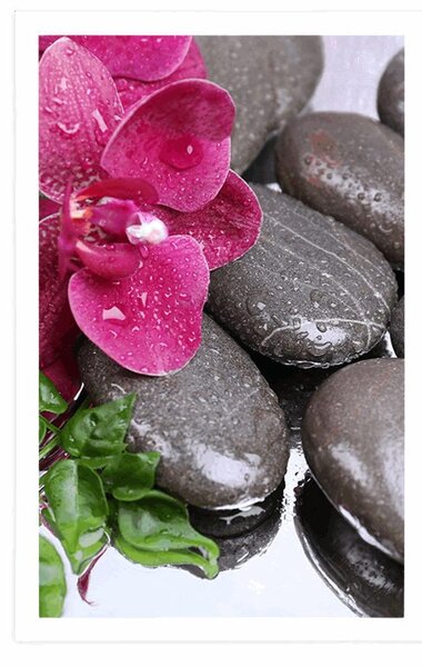 Poszter virágzó orchidea és wellness kövek