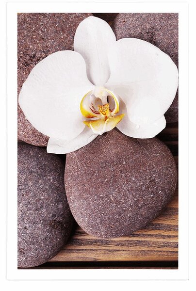 Poszter wellness orchidea fa háttéren