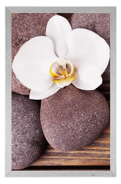 Poszter wellness orchidea fa háttéren