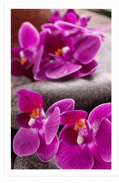 Poszter csodás kövek Zen és orchidea
