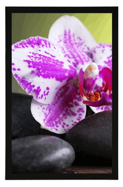 Poszter orchidea és fekete kövek