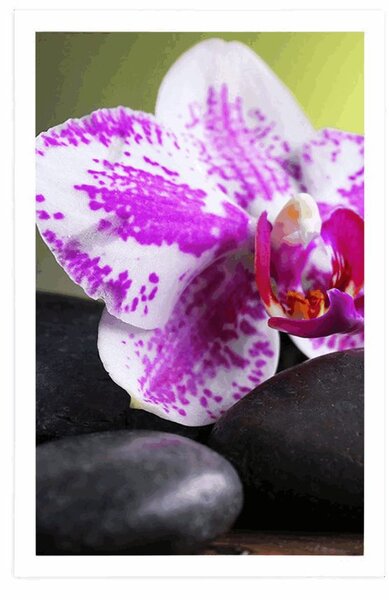 Poszter orchidea és fekete kövek