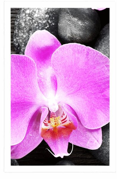 Poszter csodás orchidea és kövek
