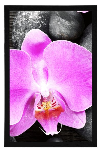 Poszter csodás orchidea és kövek