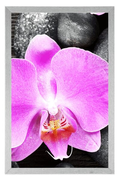Poszter csodás orchidea és kövek