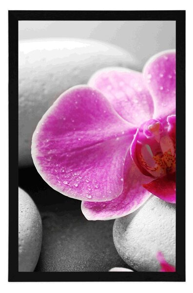 Poszter orchidea virág fehér köveken
