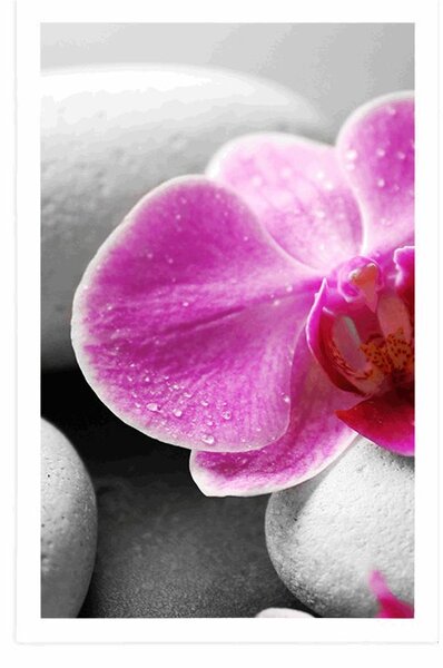 Poszter orchidea virág fehér köveken