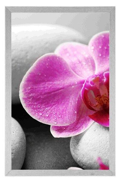Poszter orchidea virág fehér köveken