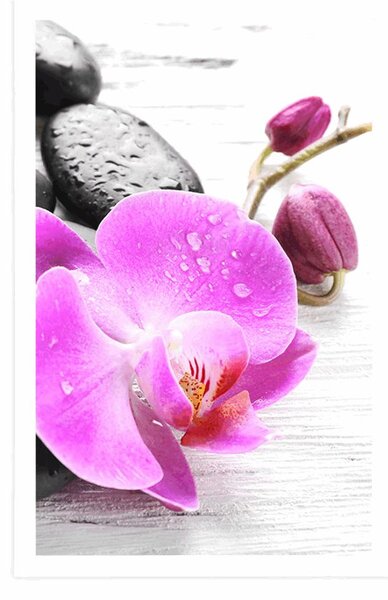 Poszter varázslatos követ és orchidea összjátéka
