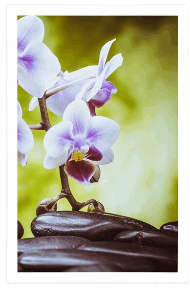 Poszter zen kövek és orchidea