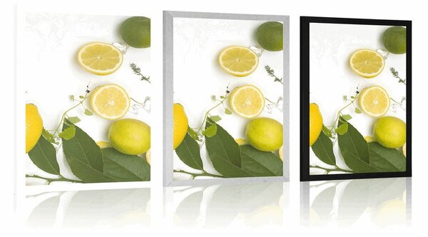 Poszter citrusfélék keveréke