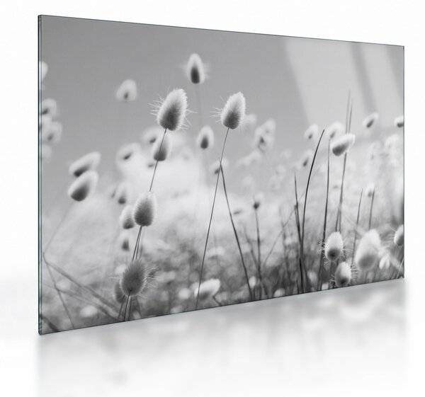 Üveg kép - Boho nyuszi farok fű (70x50 cm)
