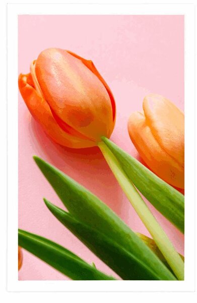 Poszter tulipán