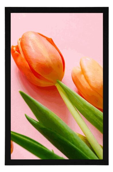 Poszter tulipán