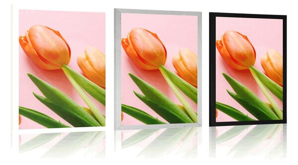 Poszter tulipán