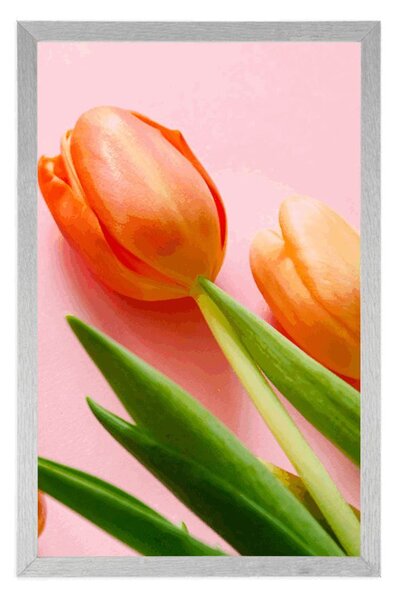 Poszter tulipán