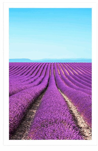Poszter végtelen levandula mező