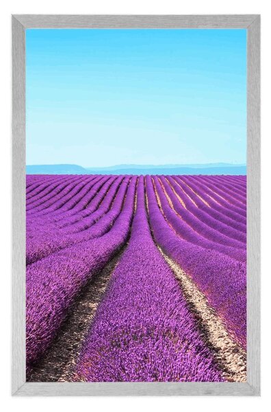 Poszter végtelen levandula mező