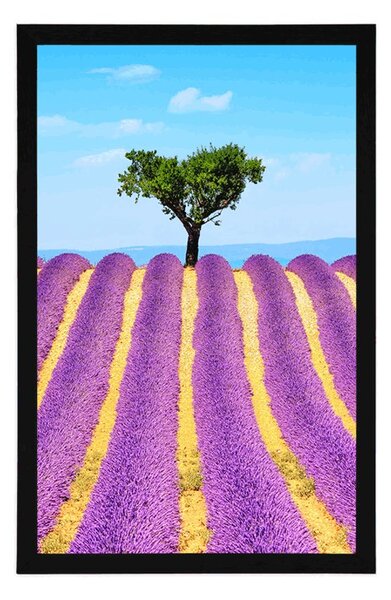 Poszter Provence-i levendulamező