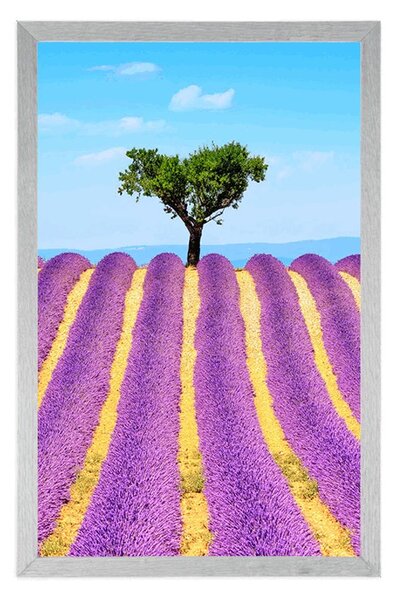 Poszter Provence-i levendulamező