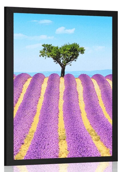 Poszter Provence-i levendulamező