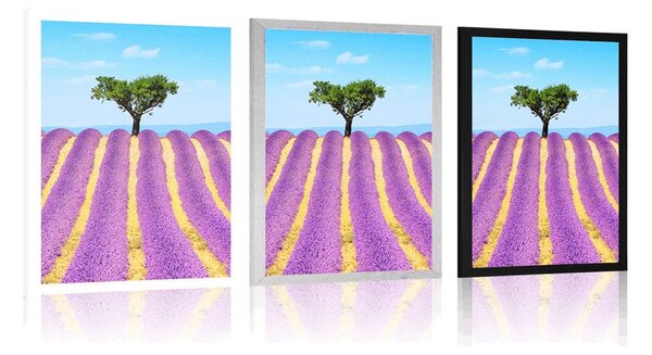 Poszter Provence-i levendulamező