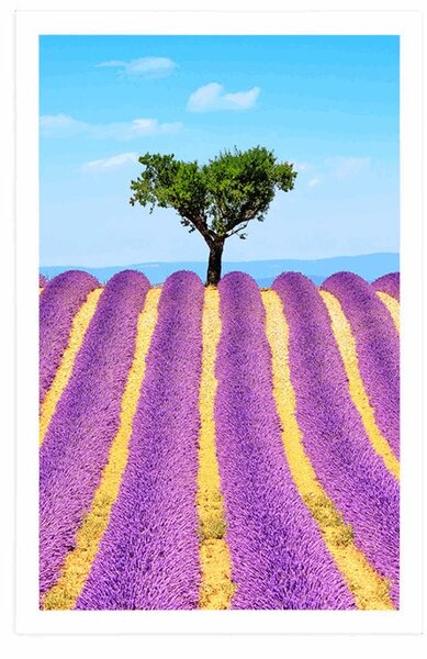 Poszter Provence-i levendulamező