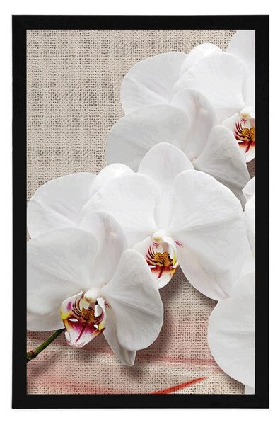 Poszter fehér orchidea vásznon