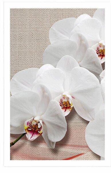 Poszter fehér orchidea vásznon