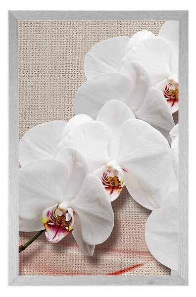 Poszter fehér orchidea vásznon