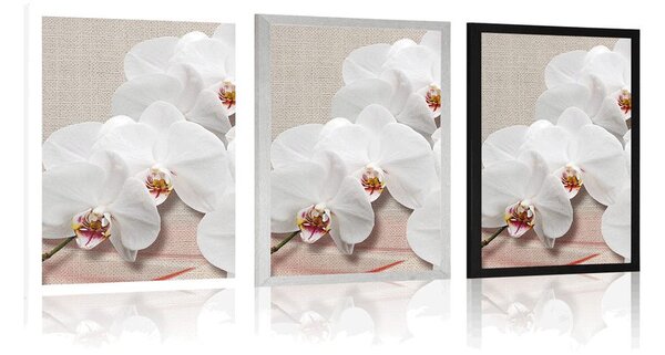 Poszter fehér orchidea vásznon
