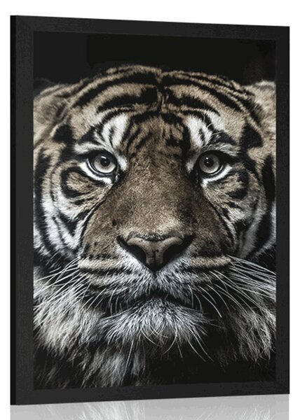 Poszter tigris
