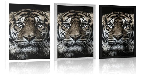 Poszter tigris