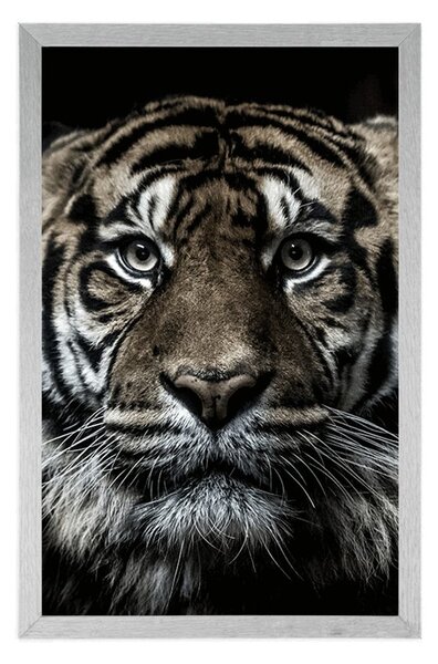 Poszter tigris